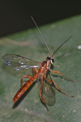 Réf. 223 839 : Rhyssinae inconnu